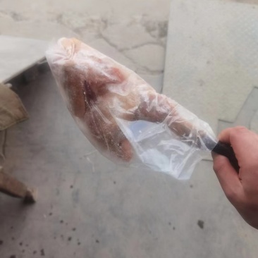 青脚麻母鸡
