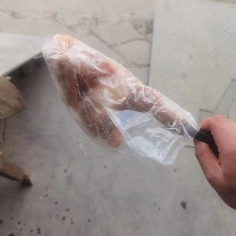 青脚麻母鸡