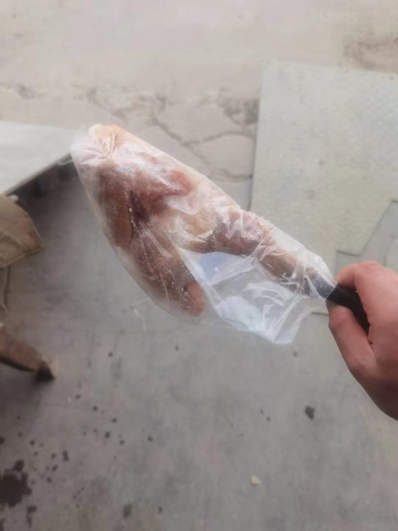 青脚麻母鸡