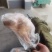 青脚麻母鸡
