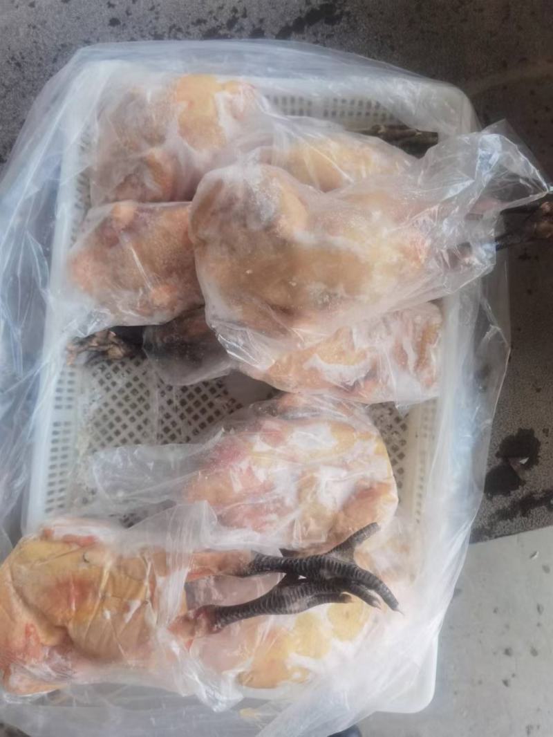 青脚麻母鸡