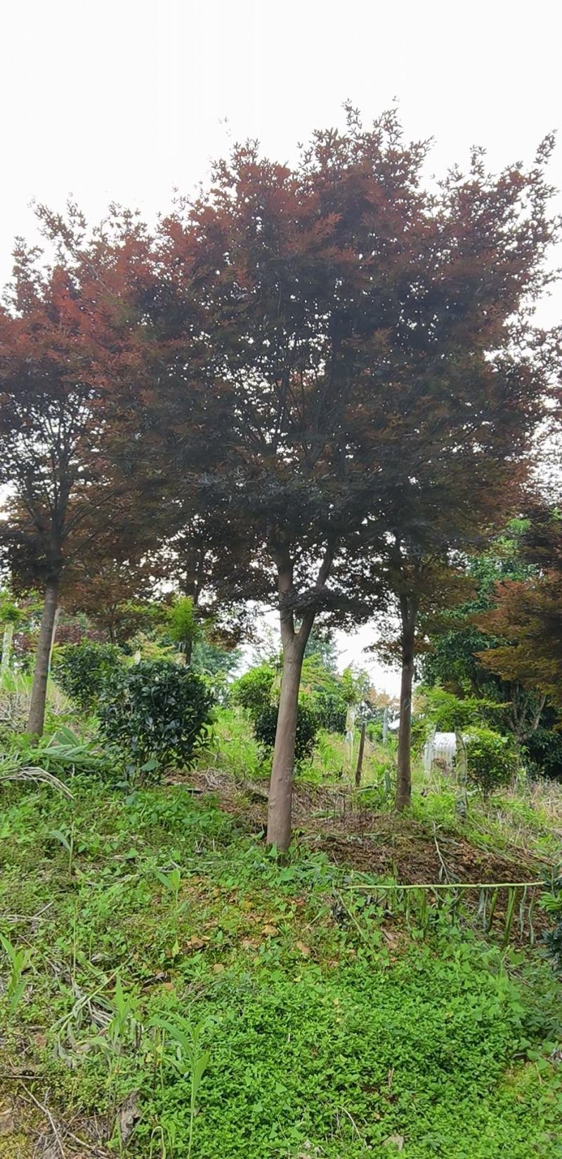 农户直销红枫