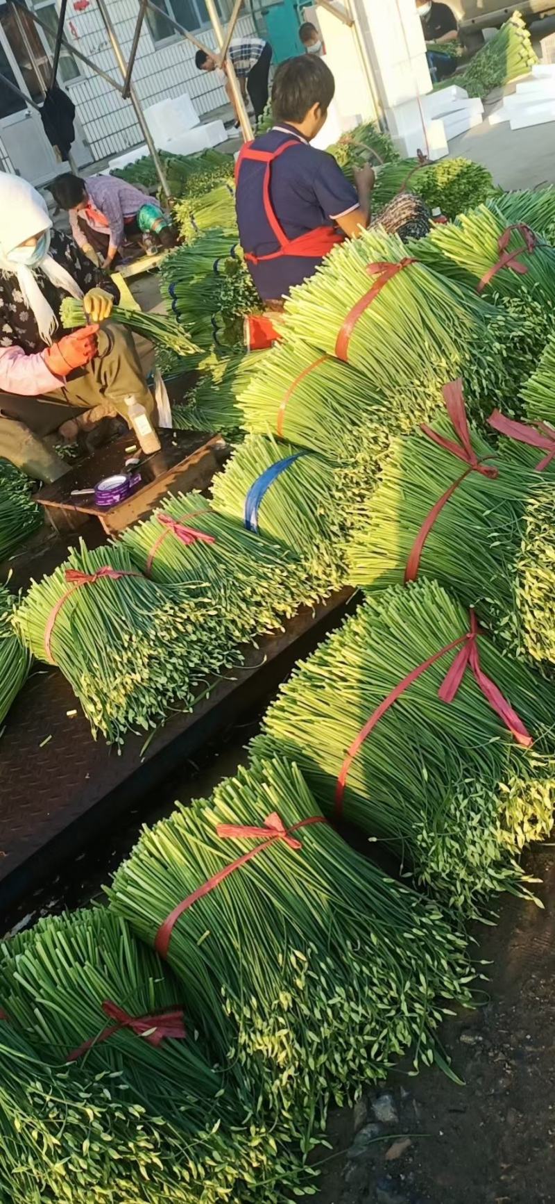 精品韭苔