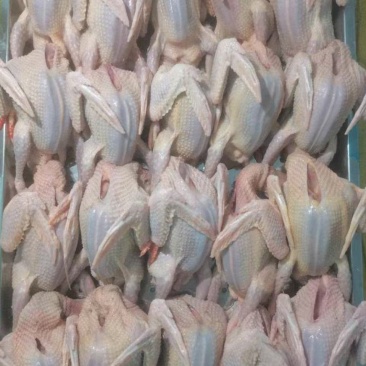 鲜活乳鸽大量批发净重约6两每只现捉现杀发出