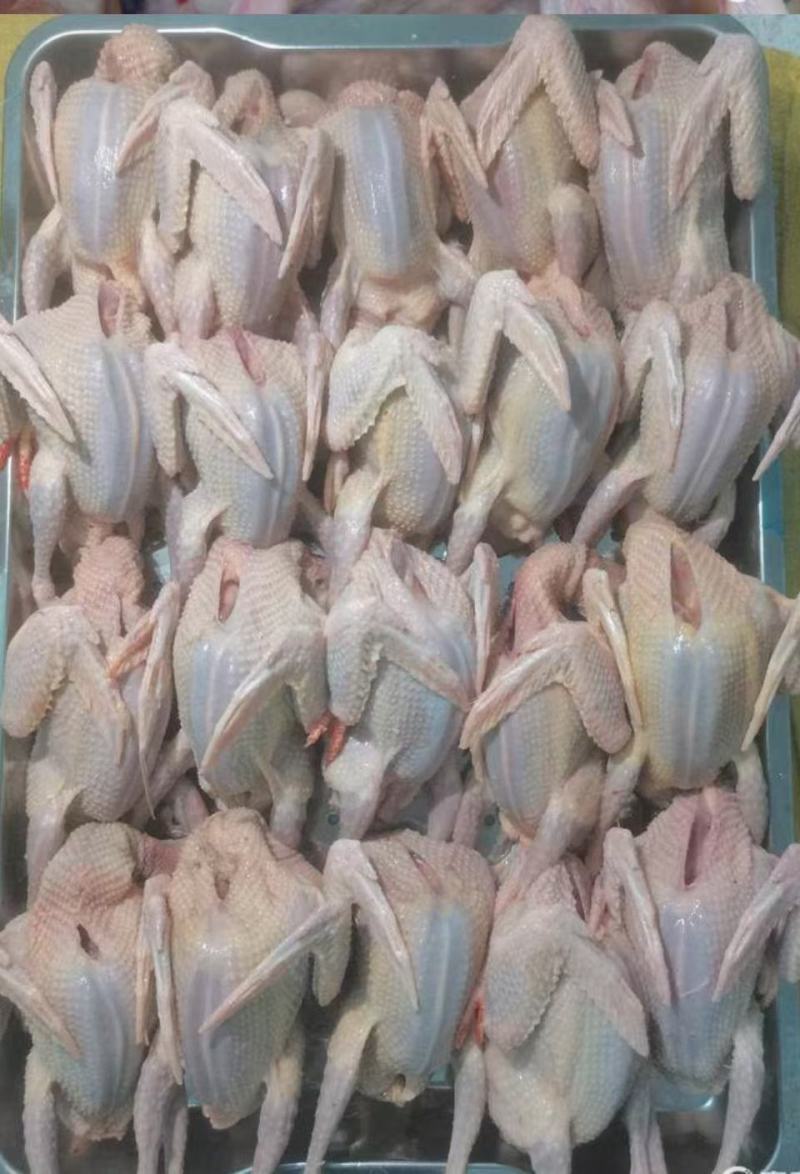 鲜活乳鸽大量批发净重约6两每只现捉现杀发出