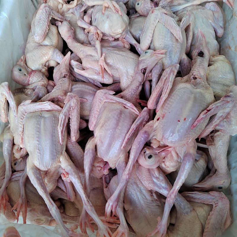 鲜活乳鸽大量批发净重约6两每只现捉现杀发出