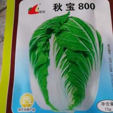 秋宝800大白菜播种后80至85天收获，详细介绍请看图上