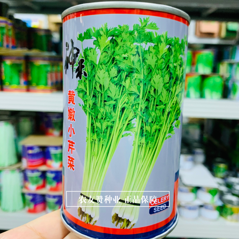 四季速生黄嫩小香芹种子纤维少直立性强清香实心芹菜种子