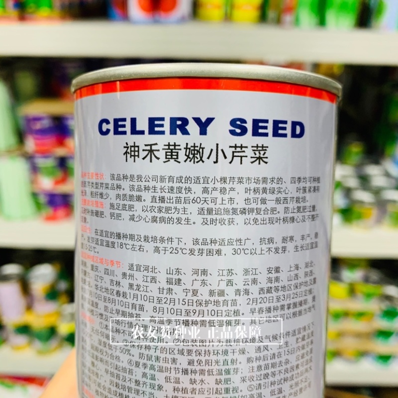 四季速生黄嫩小香芹种子纤维少直立性强清香实心芹菜种子