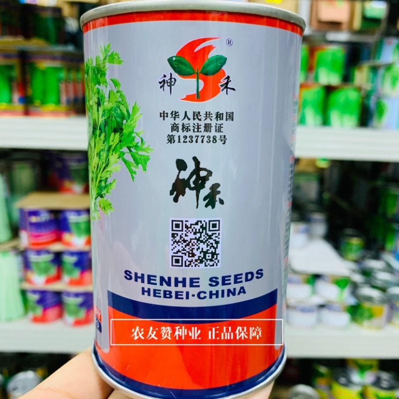 四季速生黄嫩小香芹种子纤维少直立性强清香实心芹菜种子