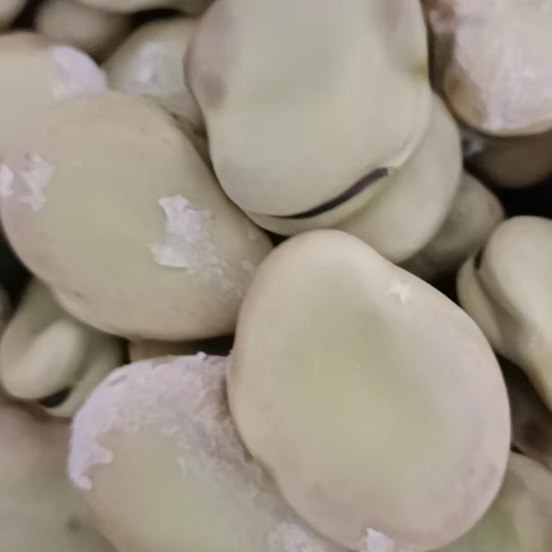 精品蚕豆种子以上是，有需要的老板随时联系，大量有货