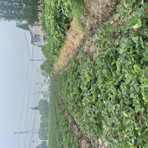 建德人在江苏无锡自育自种草莓苗有多余的出售
