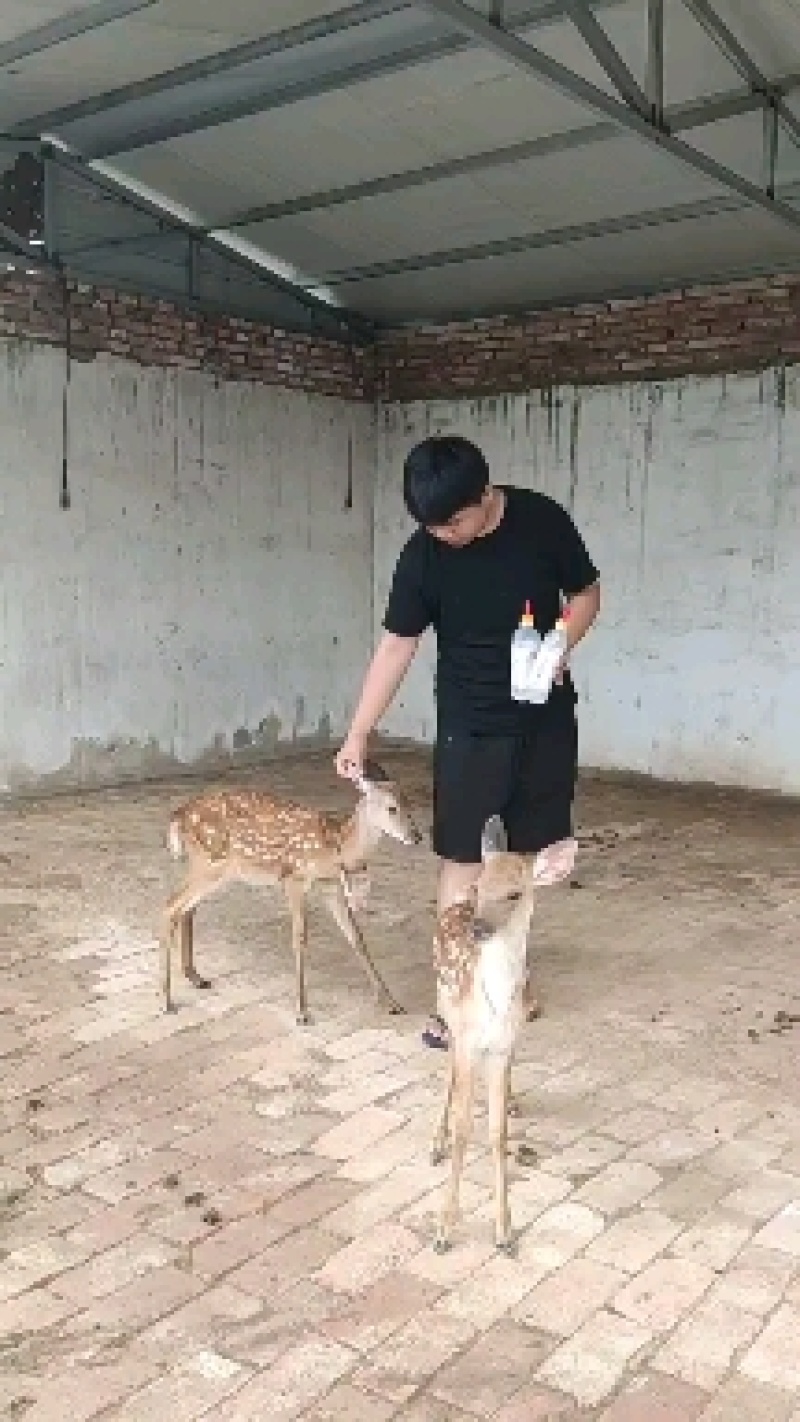 从小人工喂养梅花鹿便成了听话的宠物鹿，景区动物园家庭观赏