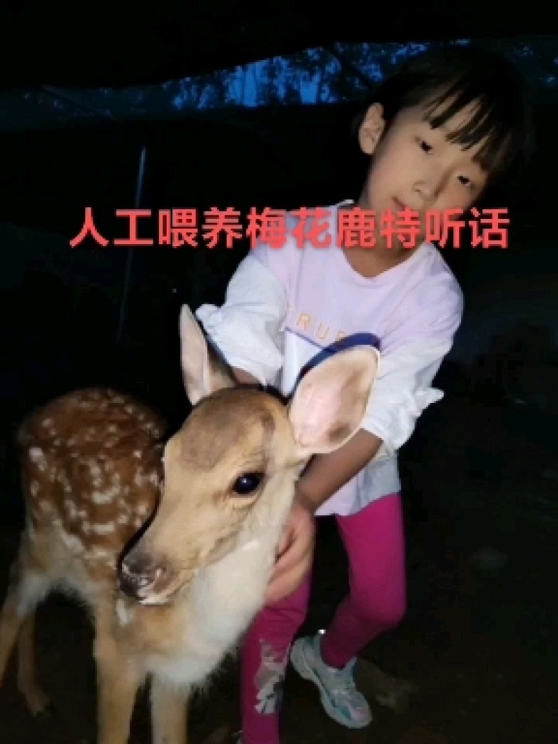 从小人工喂养梅花鹿便成了听话的宠物鹿，景区动物园家庭观赏