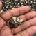 田园螺肉，大量加工生产，有需要的可以直接私信我！