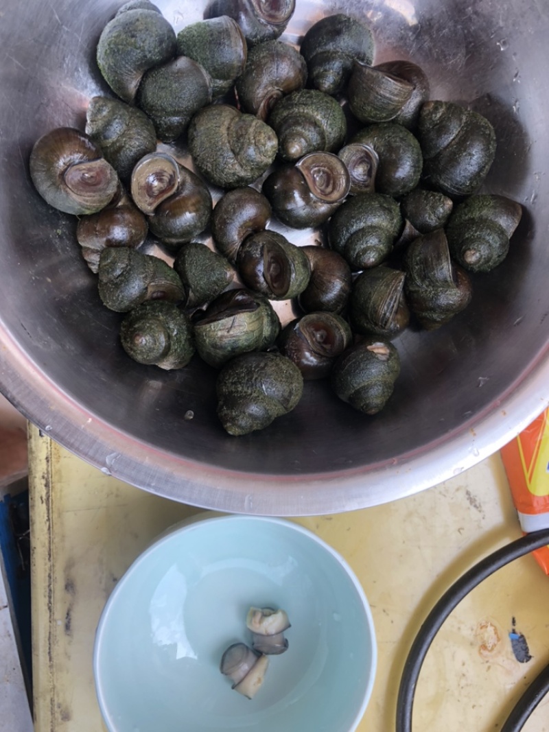田园螺肉，大量加工生产，有需要的可以直接私信我！