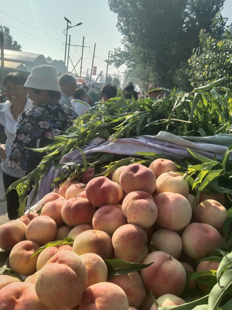 大个晚红甜桃半斤起步果面干净口感脆甜爽口需要的联系