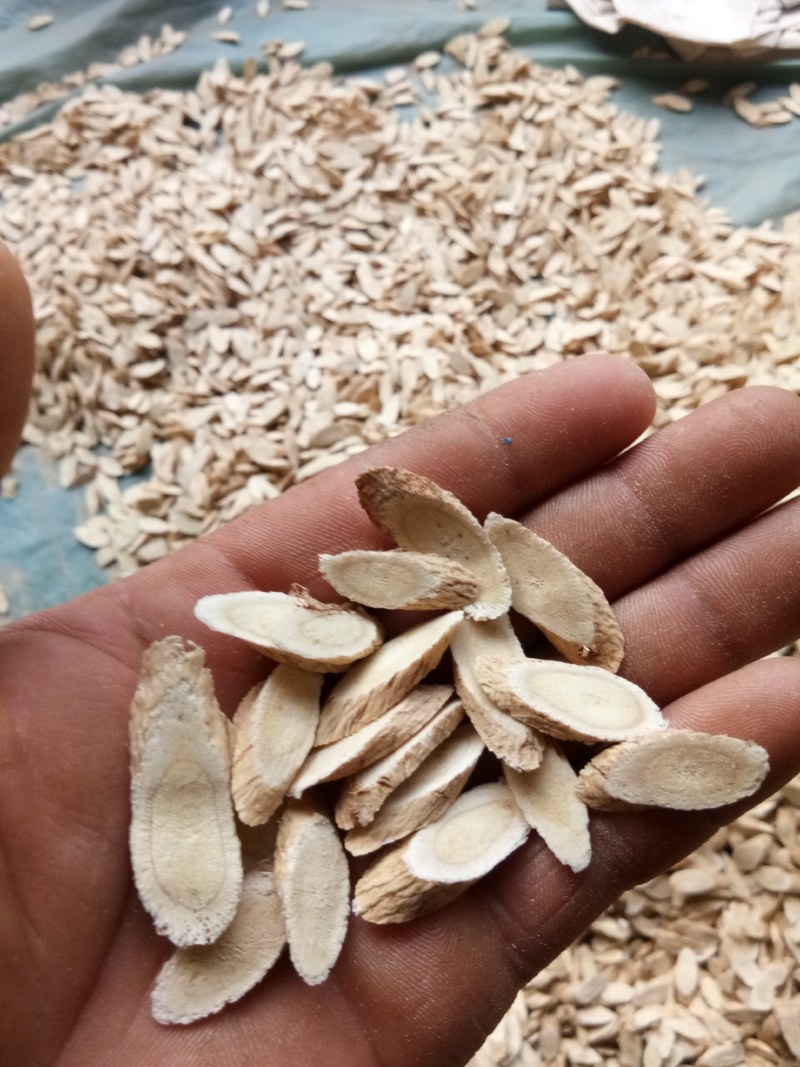 黄芪指甲片/正宗北芪/自己加工生产/各种等级规格齐全/