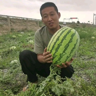 宁夏甘肃硒砂瓜，金花西瓜，皮薄瓤红糖度高，代发全国