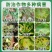 海纳代森锌蓝粉80%补锌纯蓝色炭疽病叶斑病早疫病杀菌剂