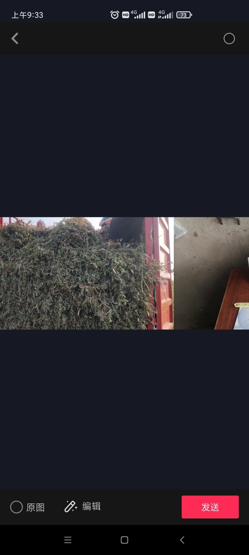 全棵薄荷