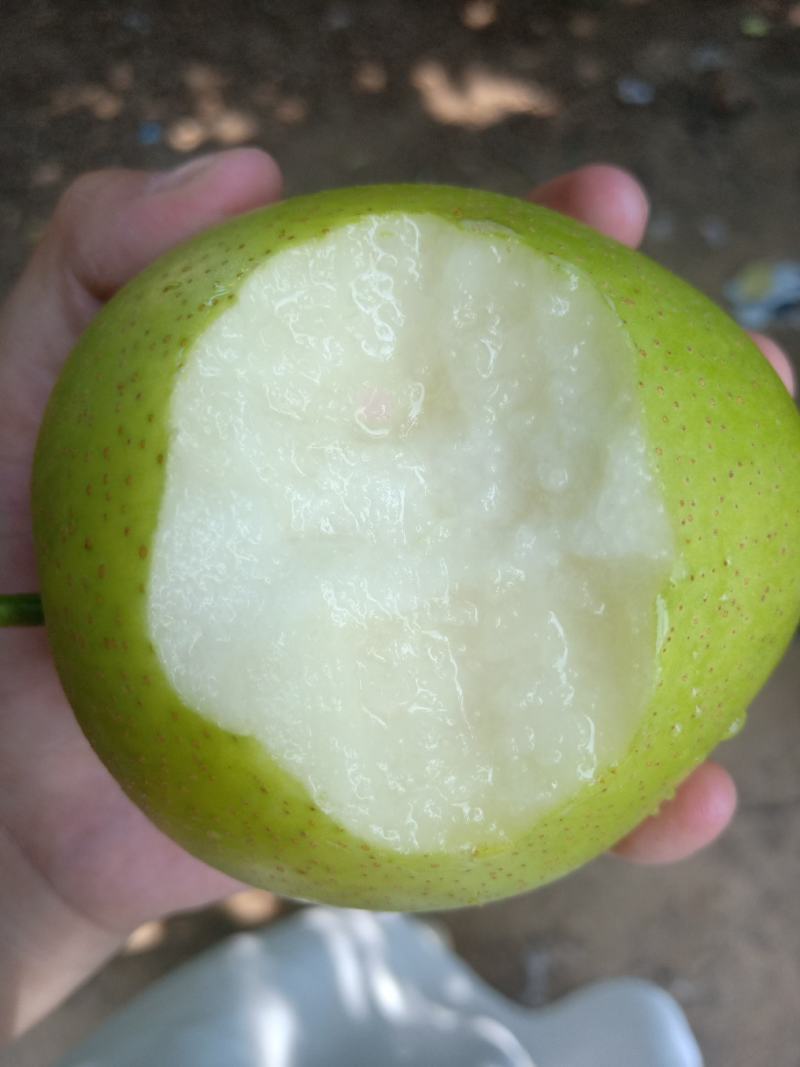 大量供货脆甜青皮黄冠梨