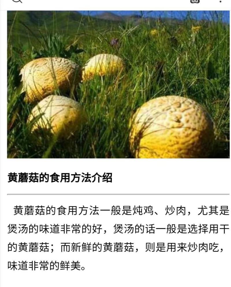 新鲜祁连野生黄蘑菇，来自大自然高原无污染环境的馈赠