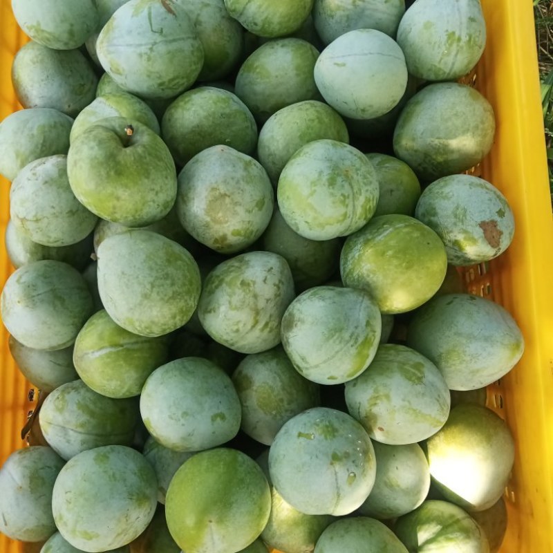 奈李，黄金奈李