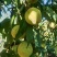 奈李，黄金奈李