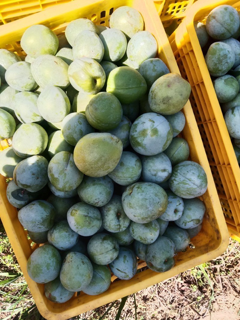 奈李，黄金奈李