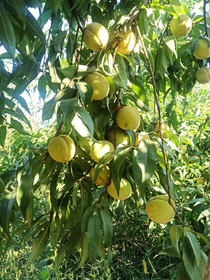 奈李，黄金奈李