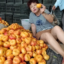 绥中县纸袋油蟠桃大量有货供应全国各地市场欢迎老板采购