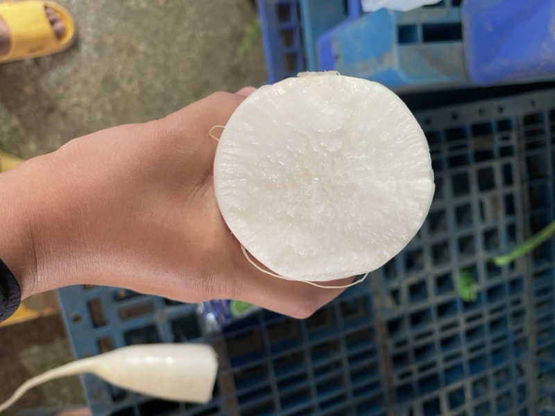【精品】湖北白萝卜白萝卜一手货源保质保量