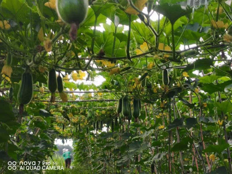 高原精品瓜类毛节瓜