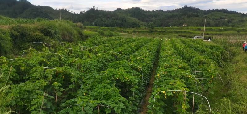 高原精品瓜类毛节瓜