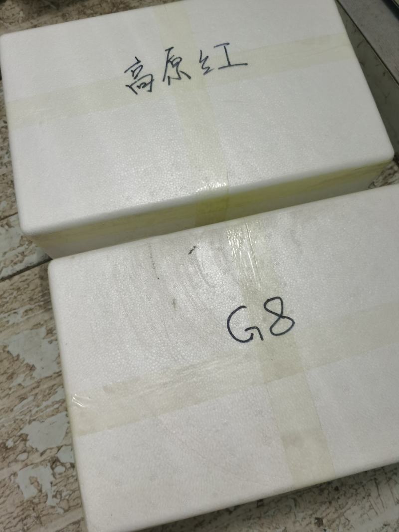 羊肚菌高产品种原种（二级种）6妹，7妹，高原红全系列品种