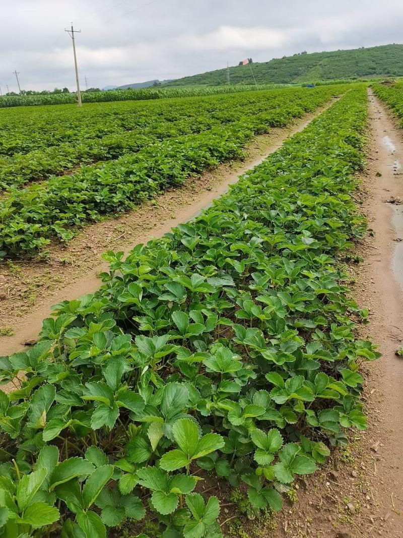 奶油草莓苗价格大棚主栽品种奶油草莓苗批发基地