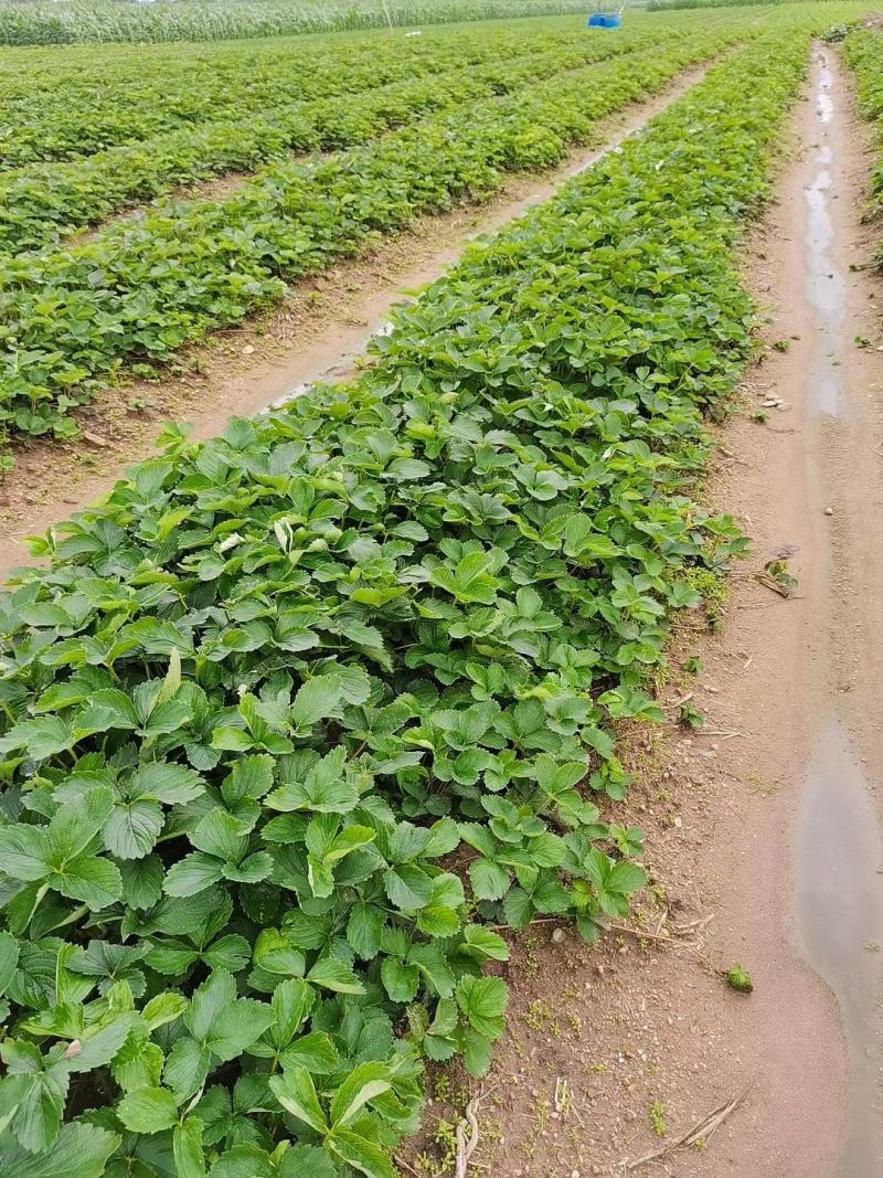 奶油草莓苗价格大棚主栽品种奶油草莓苗批发基地