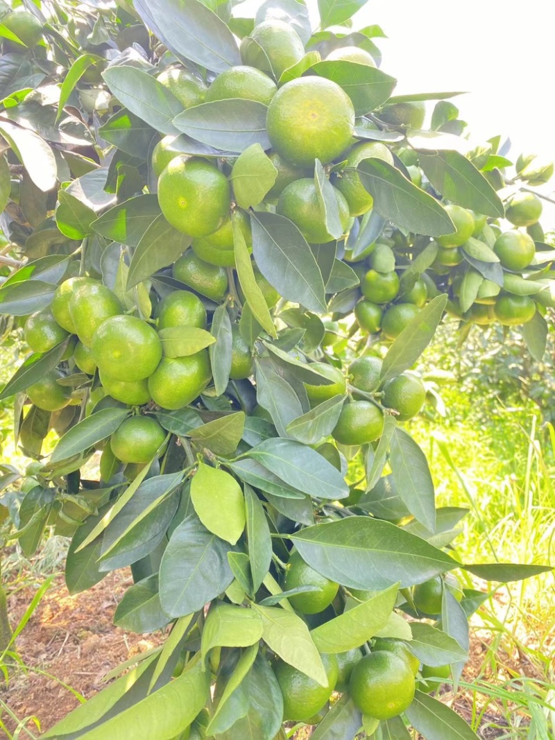 云南高原无核蜜橘上市中，欢迎各地客商前来选购，合作共赢