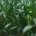 大量水果玉米336平谷有需要的来不怕量大