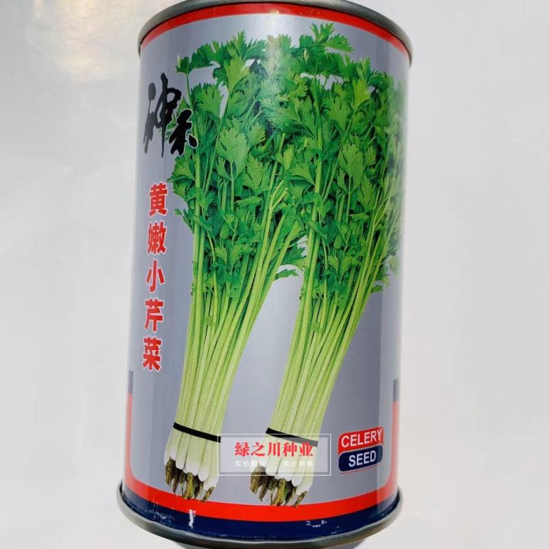 四季速生黄嫩小芹清香小芹菜种籽抽苔晚叶柄黄绿实心特高产