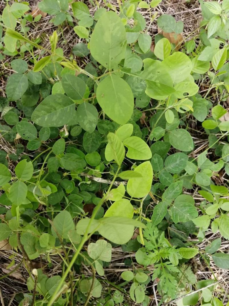 狸尾草羊咩香野生羊咩草