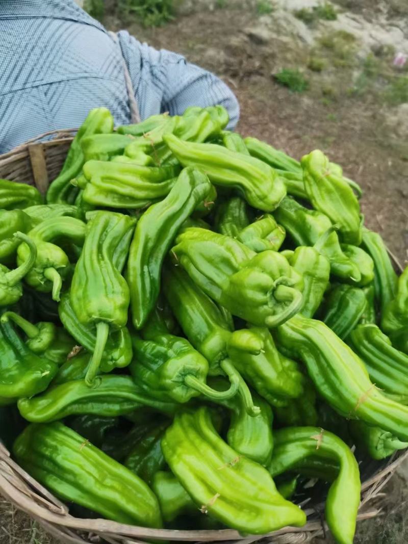 鲜辣椒