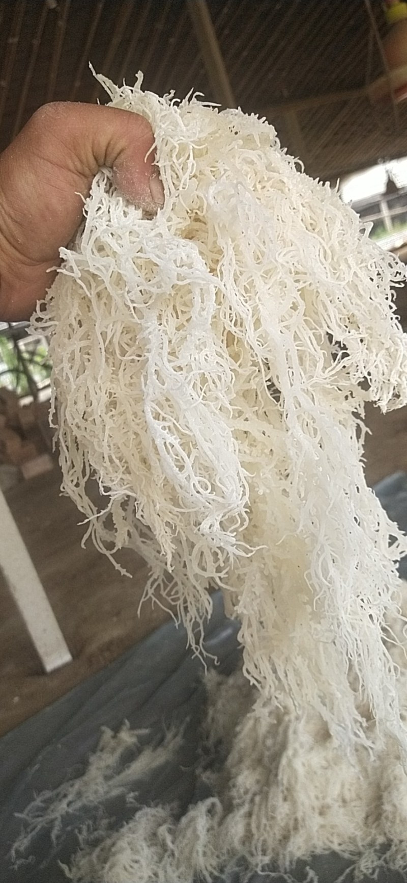 龙须菜，产地发货，质量保证，全国发货，对接大型批发商