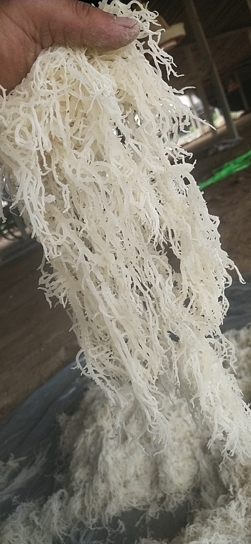 龙须菜，产地发货，质量保证，全国发货，对接大型批发商