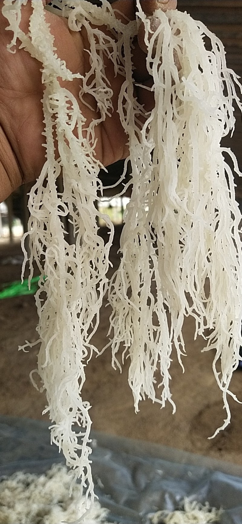 龙须菜，产地发货，质量保证，全国发货，对接大型批发商