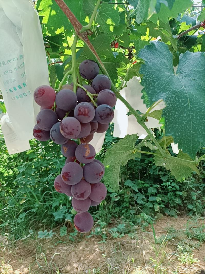 江苏句容丁庄露天巨峰葡萄