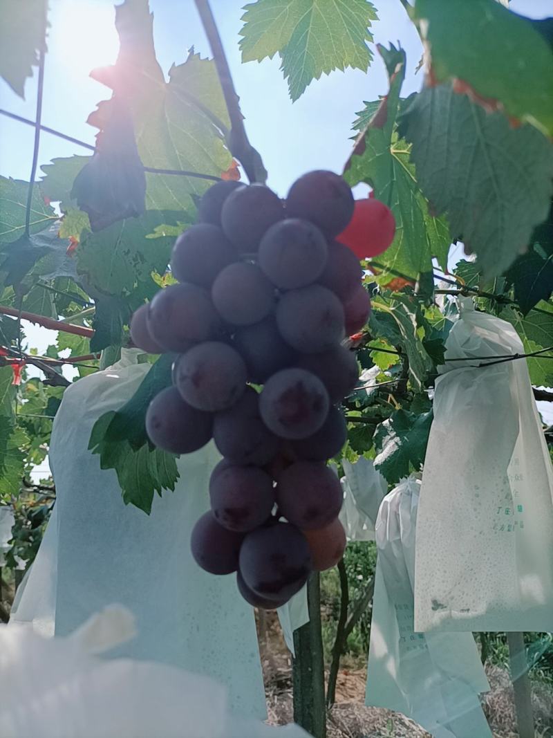 江苏句容丁庄露天巨峰葡萄