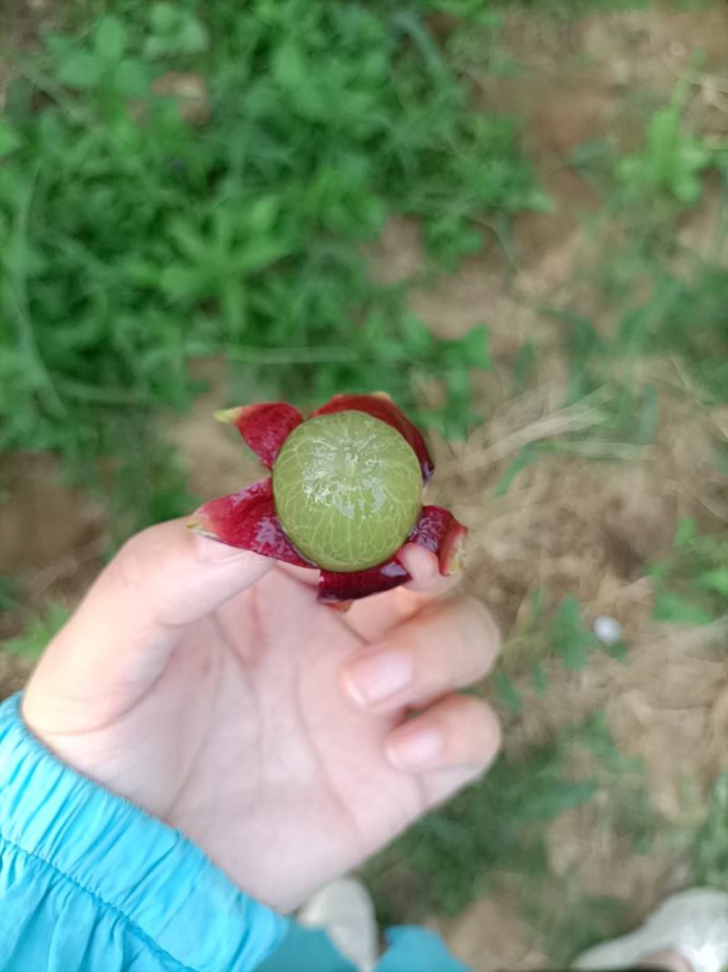 江苏句容丁庄露天巨峰葡萄