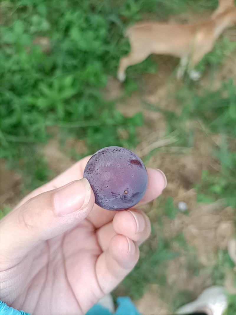 江苏句容丁庄露天巨峰葡萄